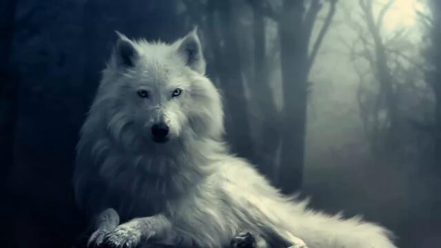 Духът на белия вълк ♛ 🎵 ╰⊱♡⊱╮ Epic Music 💓️ ~ White Wolf Spirit ¨¨˜"°º ¸.•´ ¸.•*´¨)