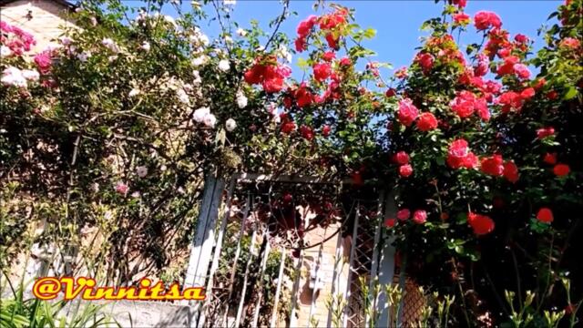 Доброе Утро!  Юрий Кость 👸 ТЫ МОЯ ЖЕНА