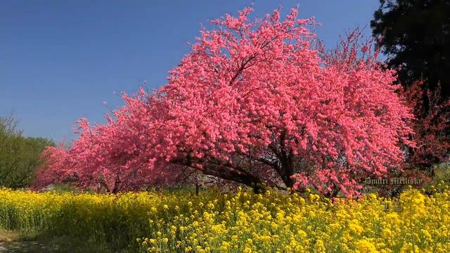 21 Април 2019 - Цветница е! Честит Имен Ден с Пролетна Песен - Днес празнуват всички, носещи име на цвете ...