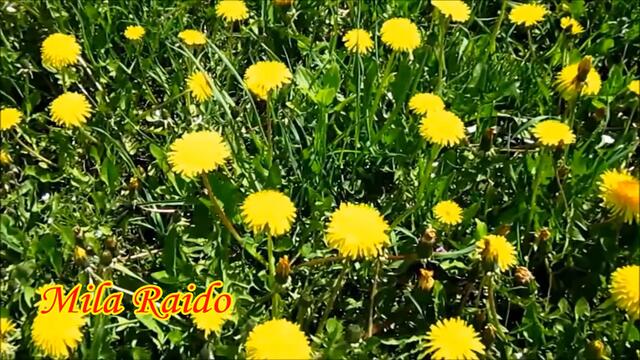 Праздничный КОНЦЕРТ