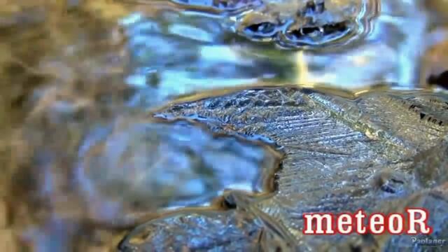 Руслан Лис - Такая Любовь