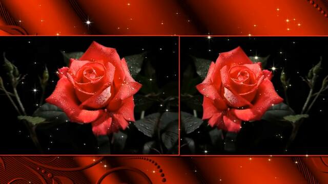 ЧАРУЮЩИЕ РОЗЫ !